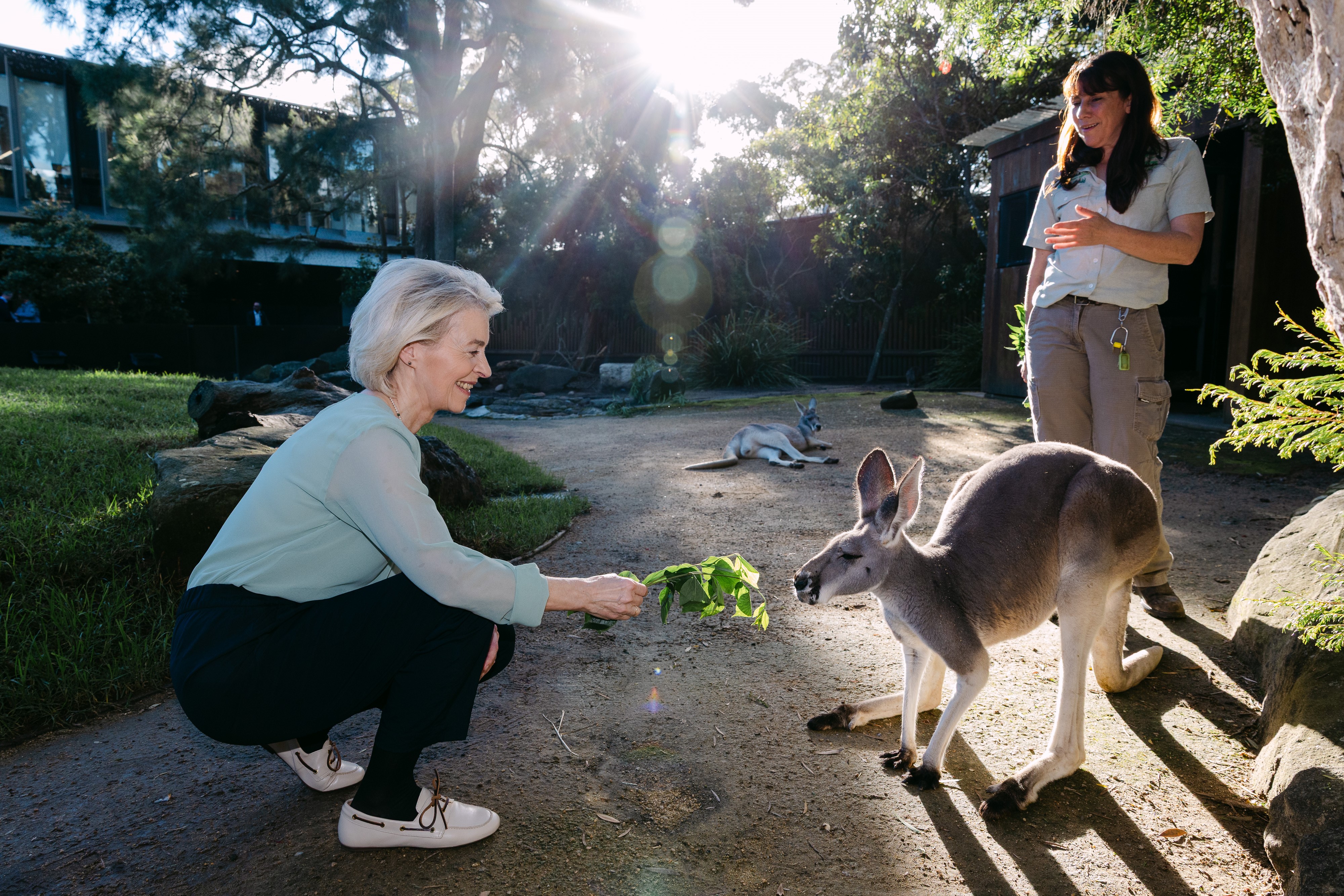Ursula von der Leyen crouching and feeding leaves to a kangaroo while a zoo staff member stands nearby in a sunlit enclosure.