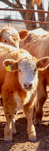 Cattle
