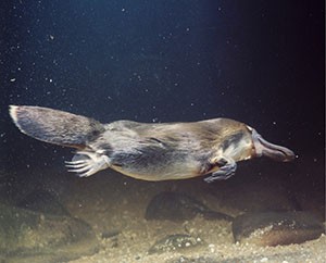A platypus swimming