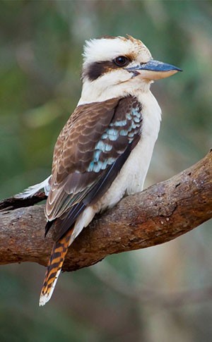 A Kookaburra sitting on a tree branch