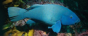 The eastern blue groper