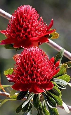 The Waratah flower