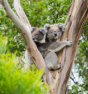 Two koalas sitting in a tree