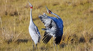 Two brolga birds on the ground. One has it's wings out.