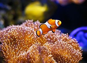 The Barrier Reef Anemone fish.