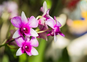 The Cooktown orchid flower 