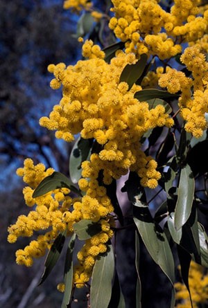 Australian golden wattle