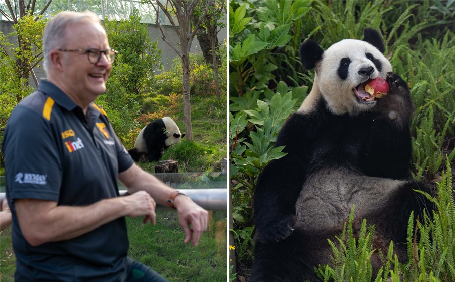 The Hon Anthony Albanese MP, Prime Minister of Australia with Fu Ni the panda