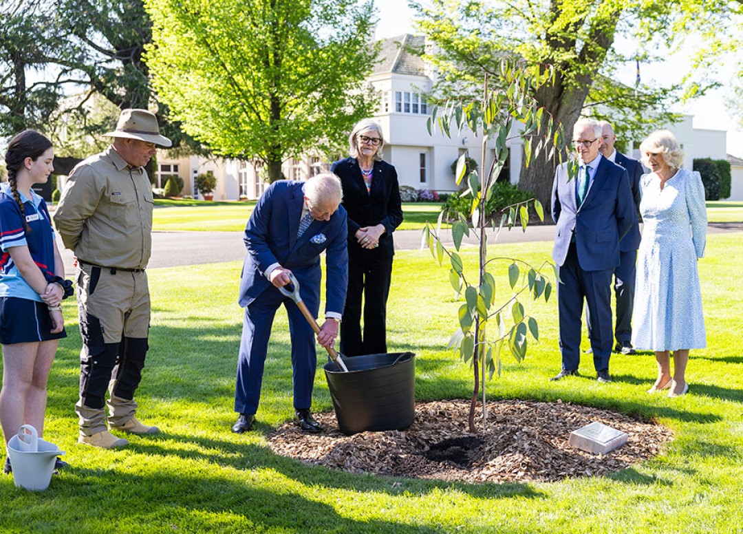 His Majesty and a small group of onlookers, including Her Majesty, stand on a green lawn next to a freshly planted sapling. His Majesty wields a shovel, judiciously filling the sapling’s planting hole with soil.