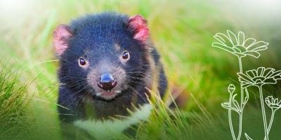 A juvenile Tasmanian devil looks directly at the camera, standing in a soft field of native grass.