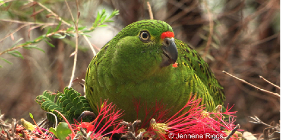 Photo of the Western Ground Parrot