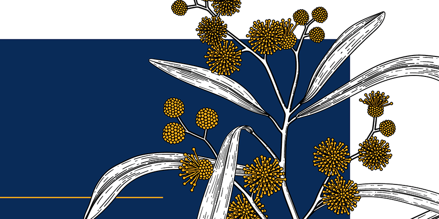 Illustration of a spray of Golden Wattle against a navy background